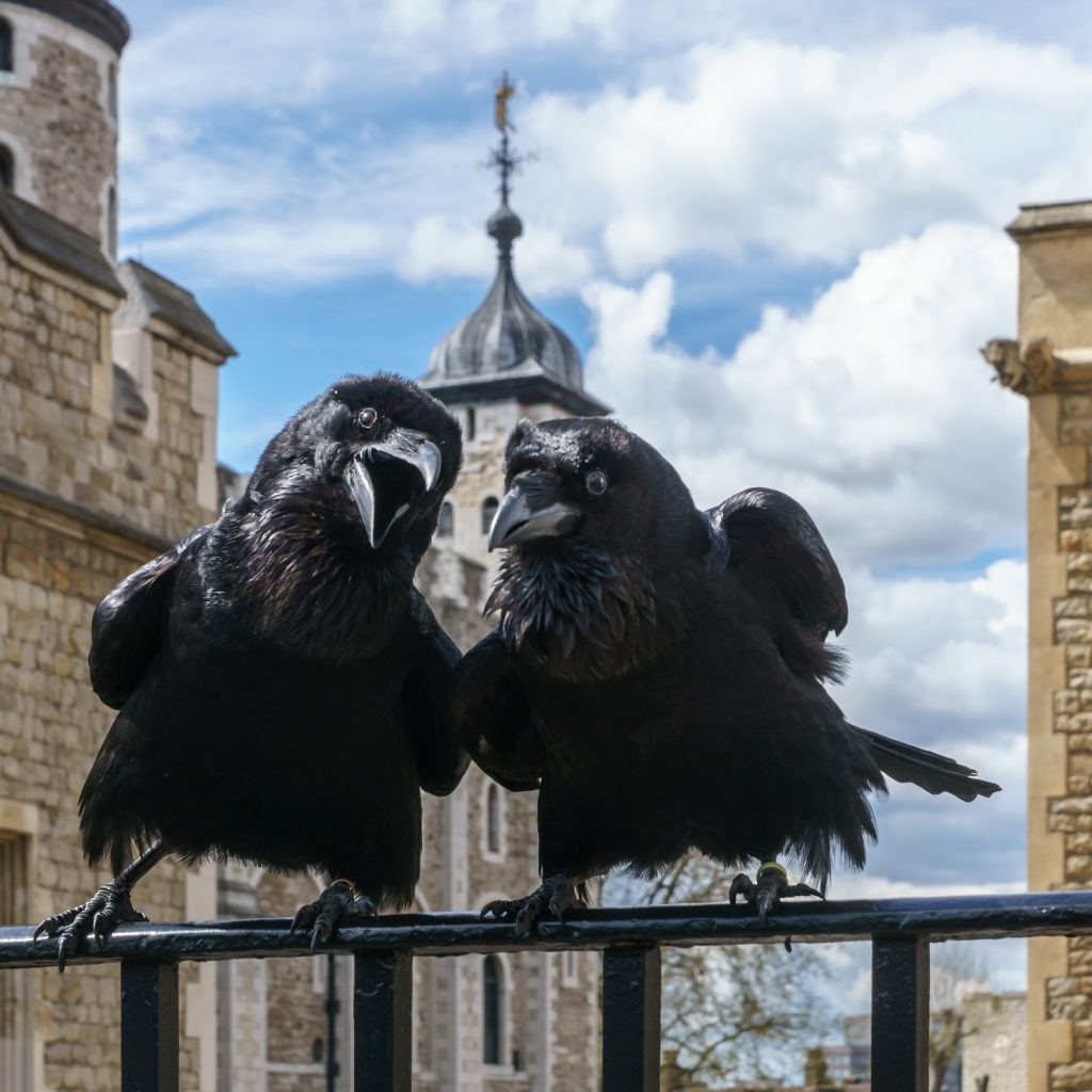 cuervos de la torre de Londres
